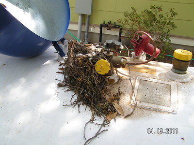 Ways to Prevent Birds from Nesting Under Propane Tank Dome
