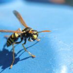 How to Prevent Wasps from Building Nests on Propane Tank?