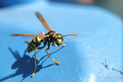 How to Prevent Wasps from Building Nests on Propane Tank?